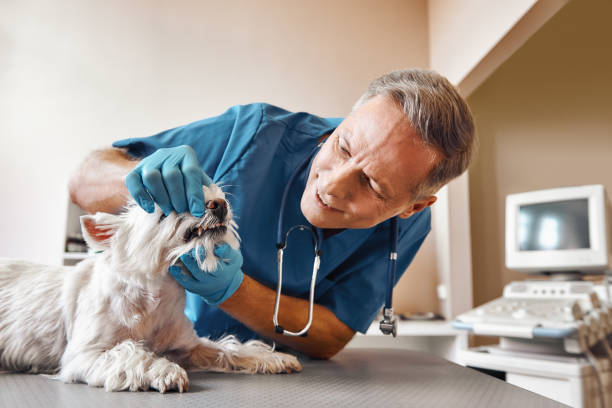 Best Emergency Tooth Extraction in Farmers Loop, AK